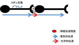 図：ニューロン内における信号の伝達